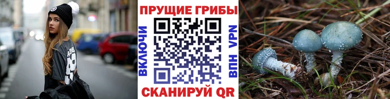 Псилоцибиновые грибы GOLDEN TEACHER  Купить где  Макаров 
